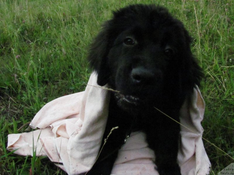 Фотография № 131305