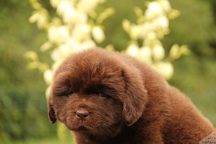 Фото: ньюфаундленд Шардоне с Берега Дона