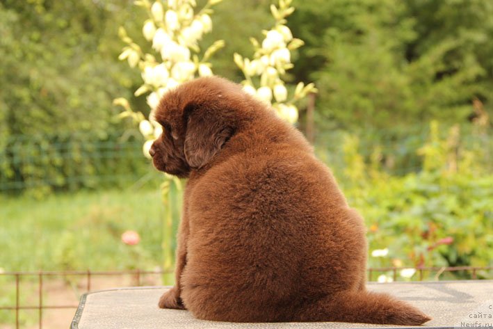 Фото: ньюфаундленд Шардоне с Берега Дона