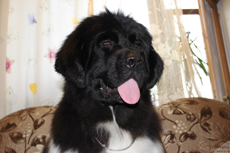 Фотография № 131311