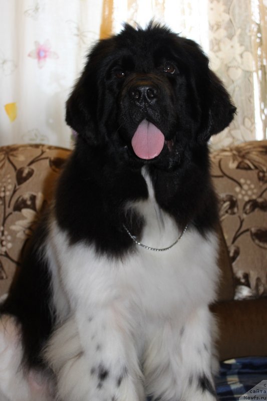 Фото: ньюфаундленд Искушение Моей Души (Iskushenie Moey Dushi)