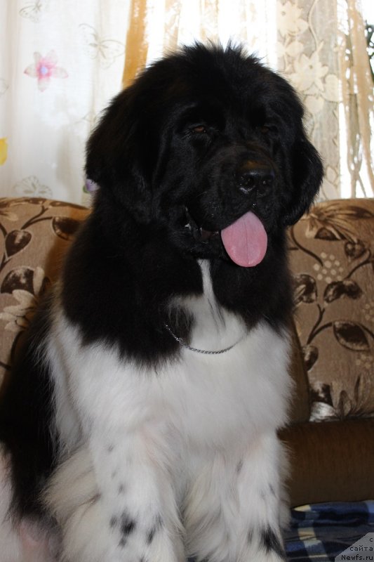 Фото: ньюфаундленд Искушение Моей Души (Iskushenie Moey Dushi)