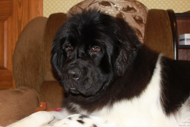 Фотография № 131314