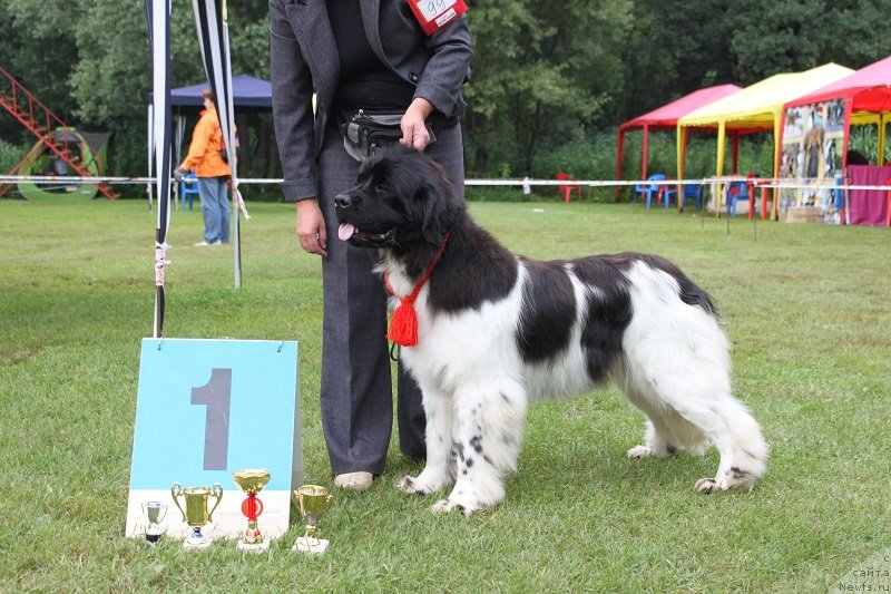 Фото: ньюфаундленд Искушение Моей Души (Iskushenie Moey Dushi)