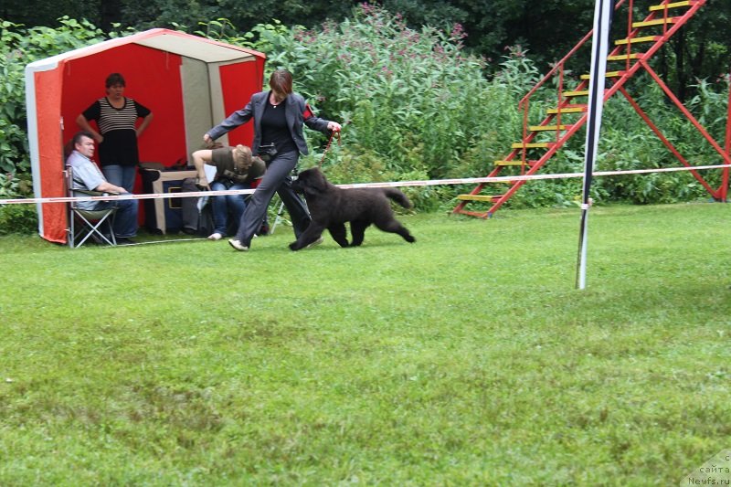 Фото: ньюфаундленд Лунная Соната Для Елены Гранд Бэби