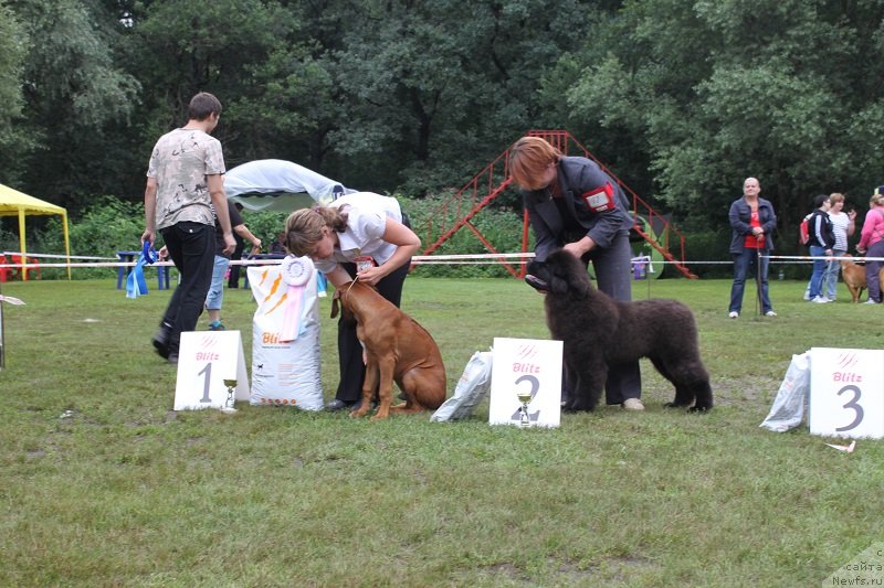 Фото: ньюфаундленд Лунная Соната Для Елены Гранд Бэби