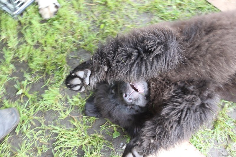 Фото: ньюфаундленд Леголас Сенежский Сын Ариадны