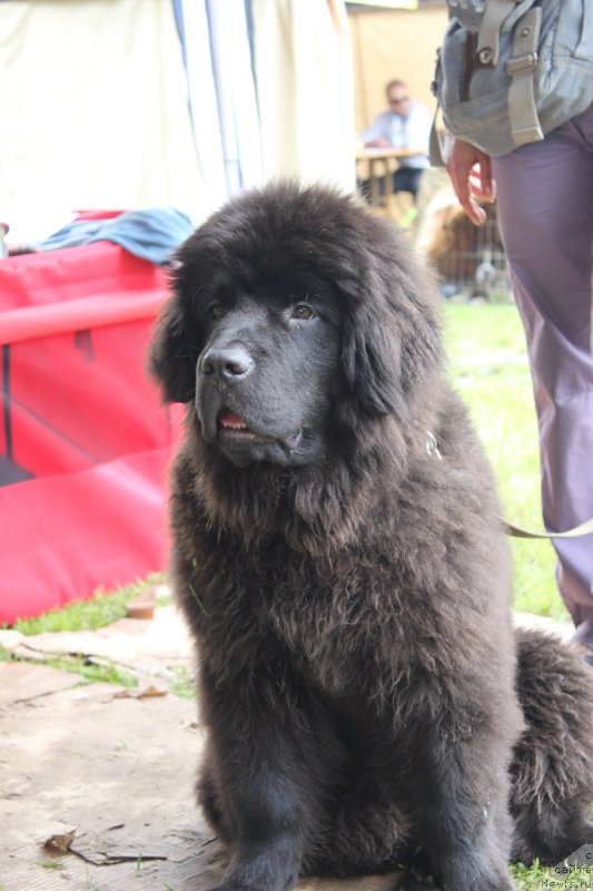 Фото: ньюфаундленд Леголас Сенежский Сын Ариадны