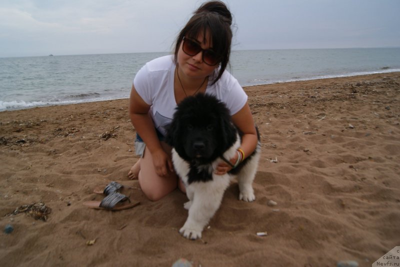 Фото: ньюфаундленд Аквиан Сонг Карамель