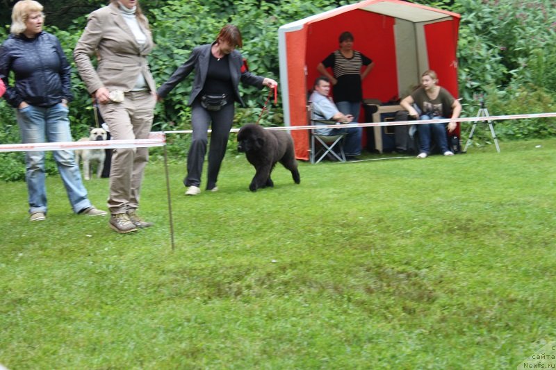 Фото: ньюфаундленд Лунная Соната Для Елены Гранд Бэби