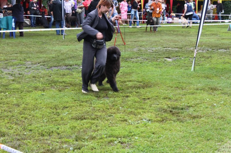 Фото: ньюфаундленд Лунная Соната Для Елены Гранд Бэби
