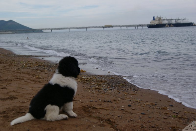 Фотография № 131338