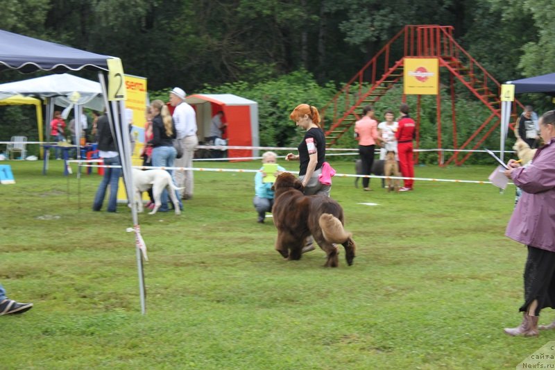 Фото: ньюфаундленд Хорунжий с Берега Дона (Horunzhy s Berega Dona)