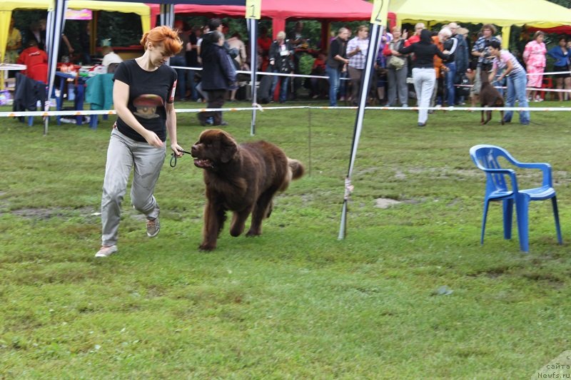 Фото: ньюфаундленд Хорунжий с Берега Дона (Horunzhy s Berega Dona)