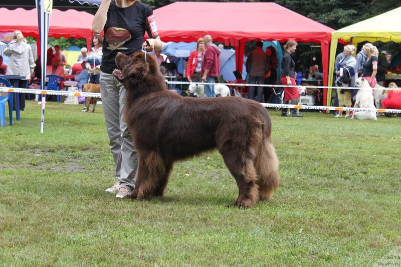 Фото: ньюфаундленд Хорунжий с Берега Дона (Horunzhy s Berega Dona)