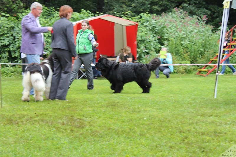 Фото: ньюфаундленд Сент Джонс Челеста