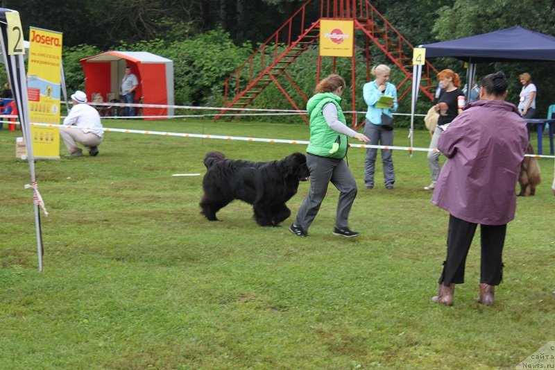 Фото: ньюфаундленд Сент Джонс Челеста