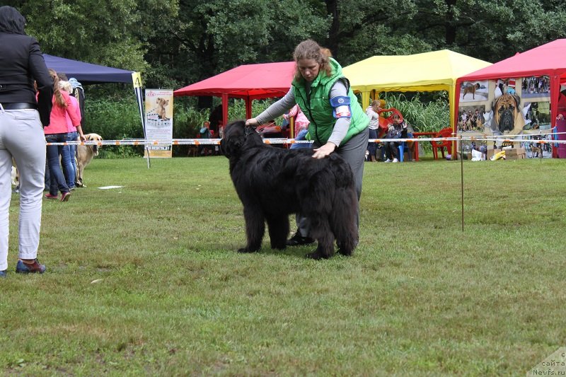 Фото: ньюфаундленд Сент Джонс Челеста