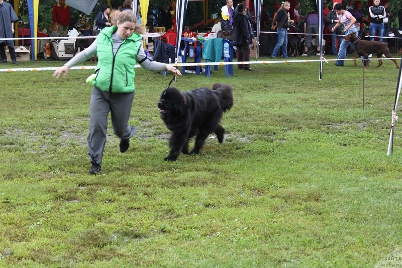 Фото: ньюфаундленд Сент Джонс Челеста