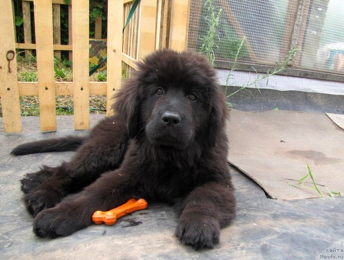 Фото: ньюфаундленд Валькирия Сигрюн