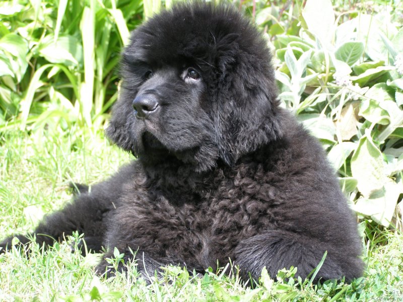 Фото: ньюфаундленд Черная Мафия Маубе Ше Вилл (Chernaya Mafia Maybe She Will)