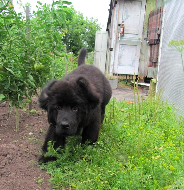 Фото: ньюфаундленд Валькирия Сигрюн