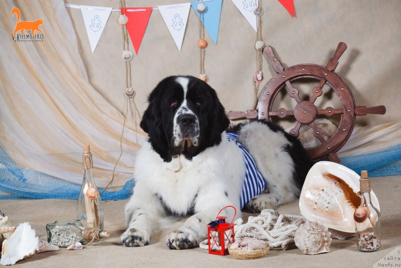 Фото: ньюфаундленд Ница для Кара Аюлар из Тихого Омута (Nica Dlja Kara Ayular iz Tihogo Omuta)