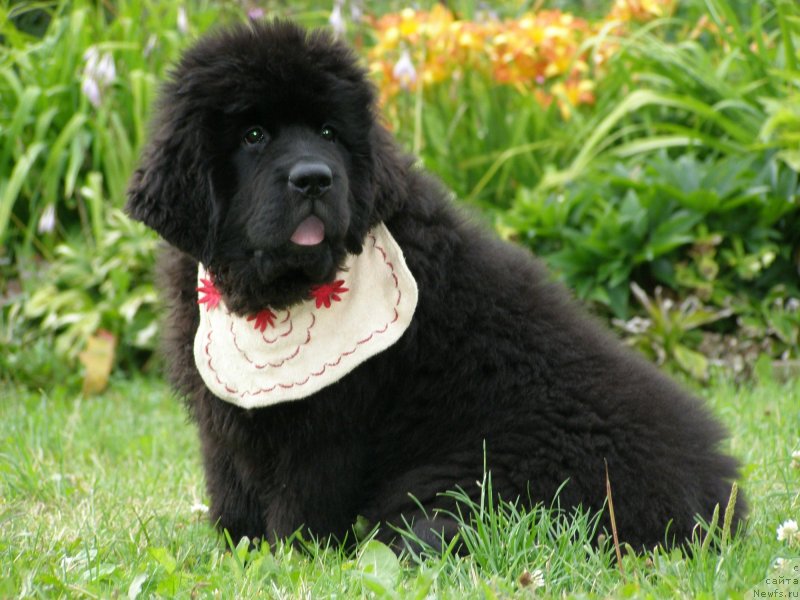 Фотография № 131363