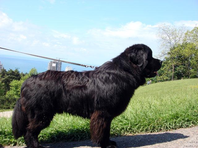 Фото: ньюфаундленд Потап Фидель
