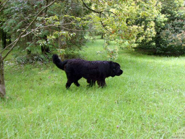 Фото: ньюфаундленд Потап Фидель