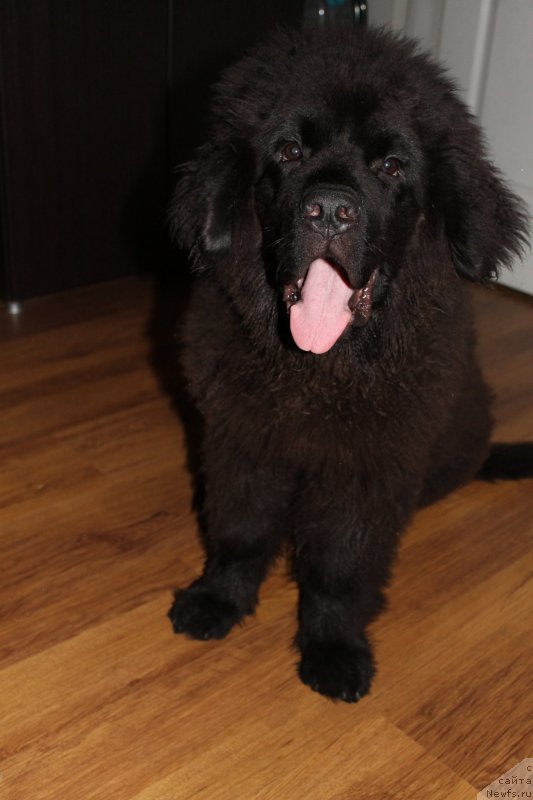 Фото: ньюфаундленд Лаймар Сейнари