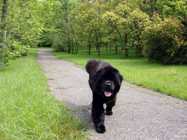 Фото: ньюфаундленд Потап Фидель