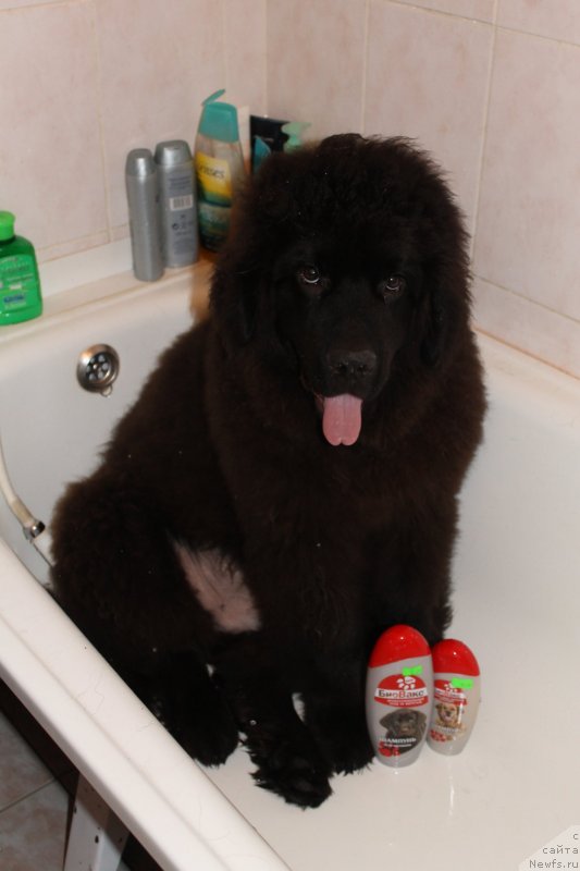 Фото: ньюфаундленд Лаймар Сейнари