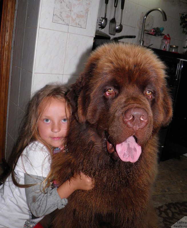 Фото: ньюфаундленд Чармер Денкам Бронз (Charmer Denkam Bronze)