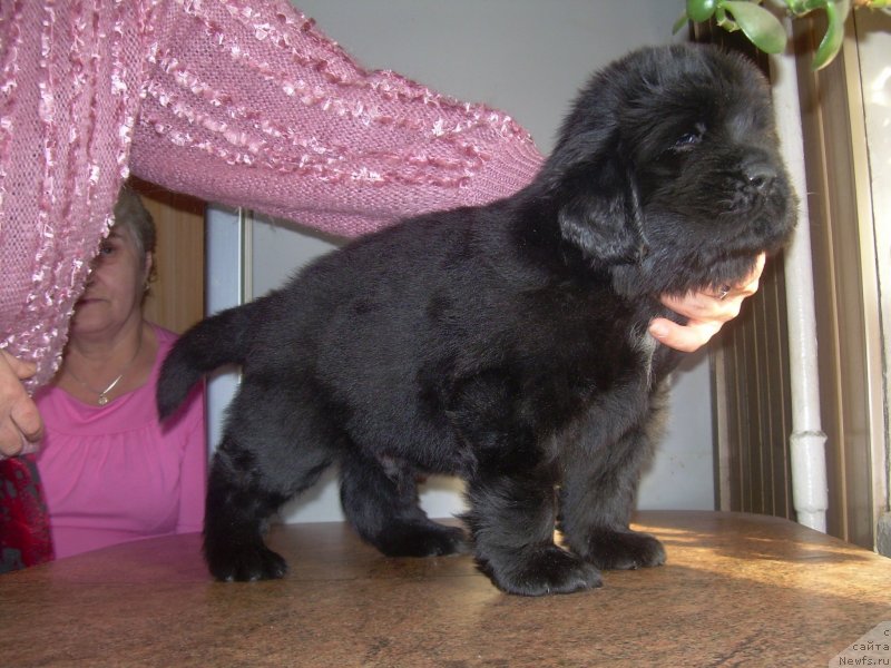 Фото: ньюфаундленд Dar Dushi Moey Bolshoj Malysh