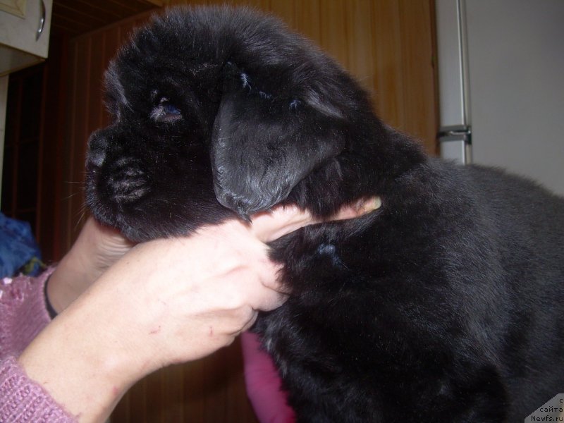 Фото: ньюфаундленд Dar Dushi Moey Bolshoj Malysh
