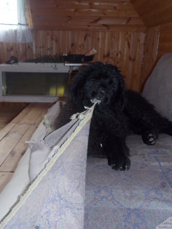 Фото: ньюфаундленд Лепесток Лилии