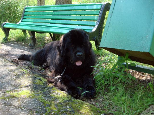 Фото: ньюфаундленд Потап Фидель