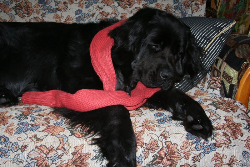 Фото: Jetem Fiona Armani