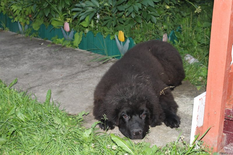 Фото: ньюфаундленд Лаймар Сейнари