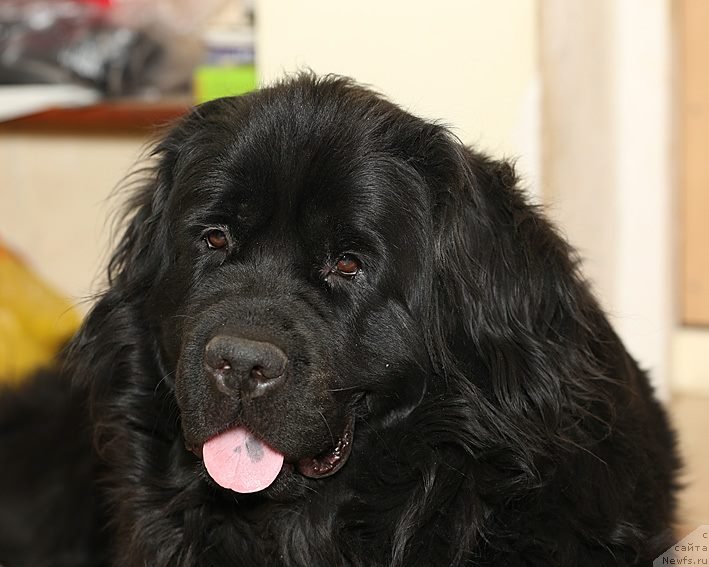 Фото: ньюфаундленд Сент Джонс Шармель