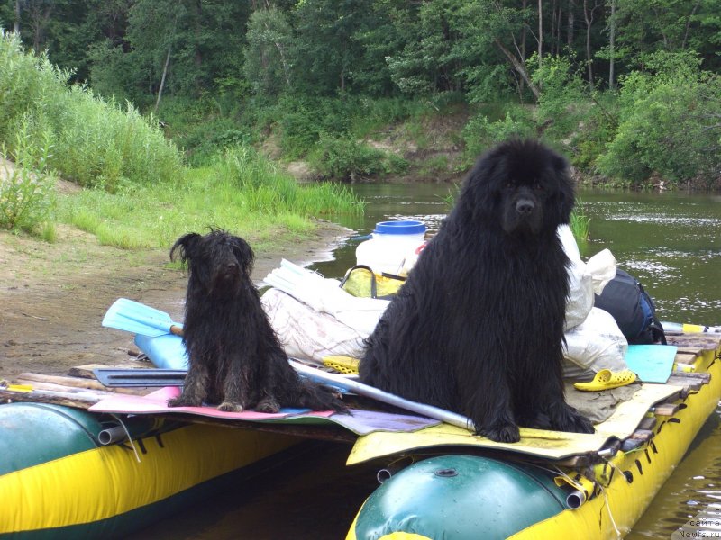 Фото: ньюфаундленд Ньюфорт Лунный Бархат
