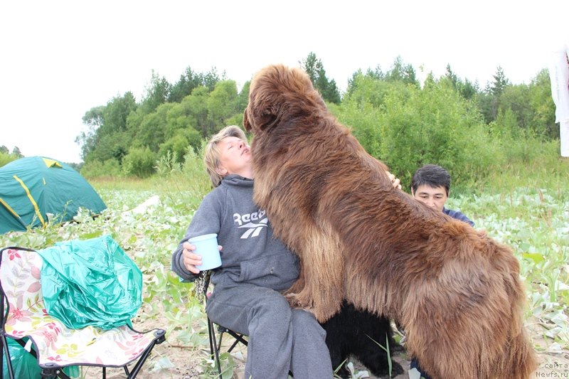 Фото: ньюфаундленд Бархатка Роскошная, Светлана Пермякова