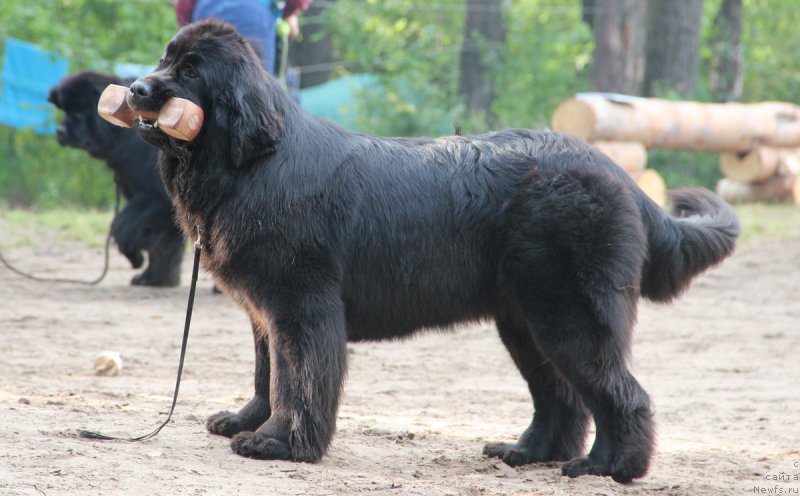 Фотография № 131435