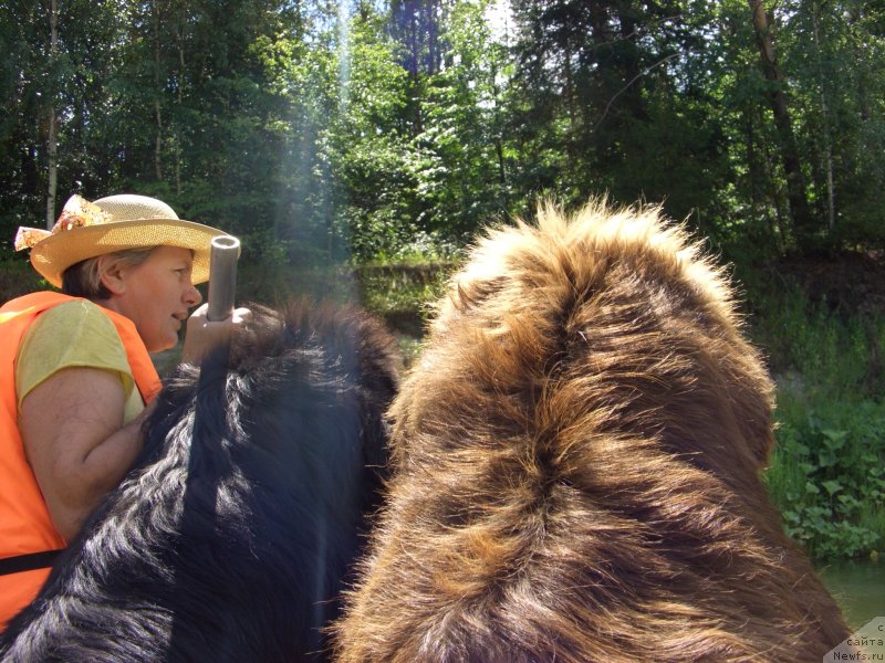 Фото: ньюфаундленд Баловень Судьбы, ньюфаундленд Бархатка Роскошная, Светлана Пермякова
