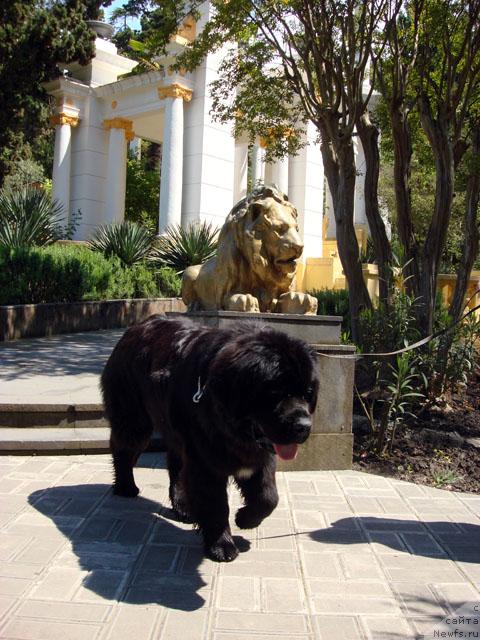 Фото: ньюфаундленд Потап Фидель