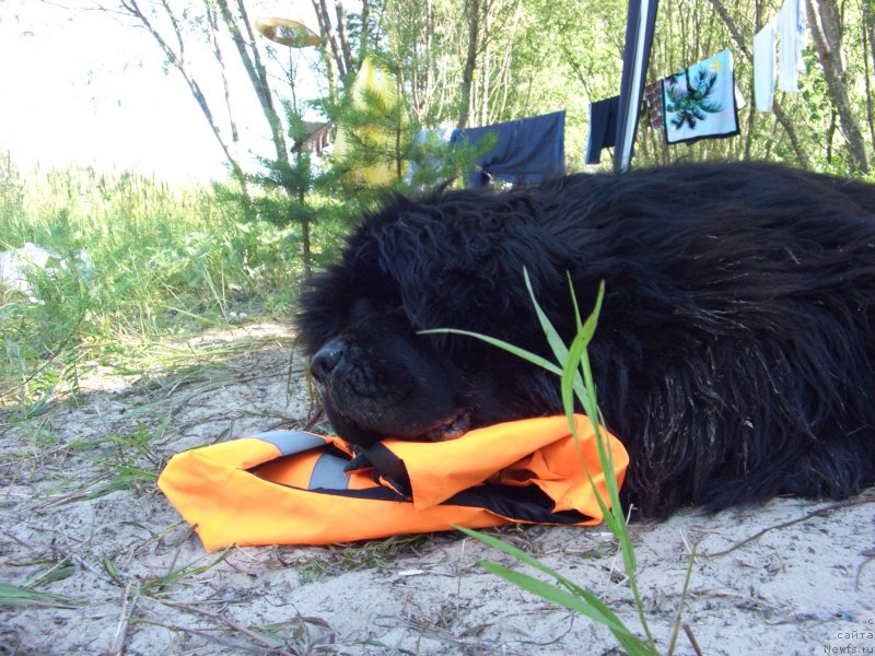 Фото: ньюфаундленд Баловень Судьбы