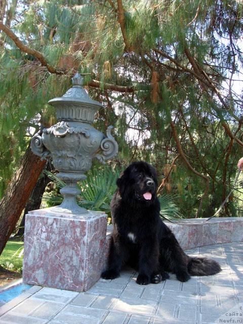 Фото: ньюфаундленд Потап Фидель