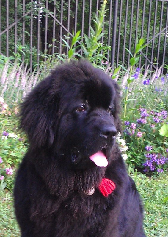 Фото: ньюфаундленд Сент Джонс Гвендолин Глориус Гарден