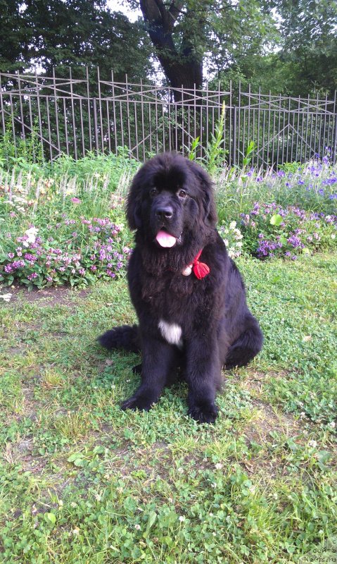 Фото: ньюфаундленд Сент Джонс Гвендолин Глориус Гарден